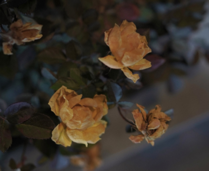 气死前男友的新恋情官宣文案 很有创意的官宣说说1