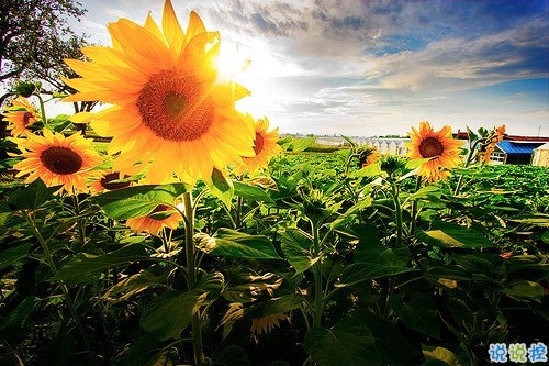 适合公布恋情的唯美说说 朋友圈秀恩爱的说说大全1