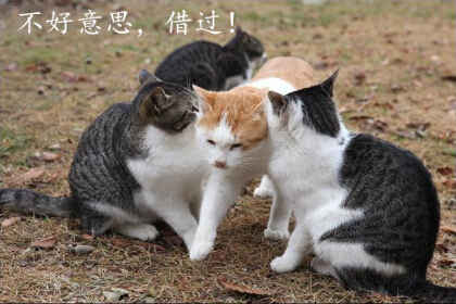 光棍节说说带图片，光棍节图片说说大全6