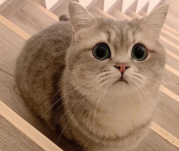 关于小猫咪的可爱文案 超级俏皮的猫咪短句2