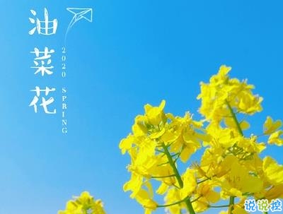 好美的油菜花说说带图片 油菜花唯美说说配图1